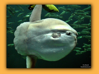 Ocenarium Hirtshals (6).jpg